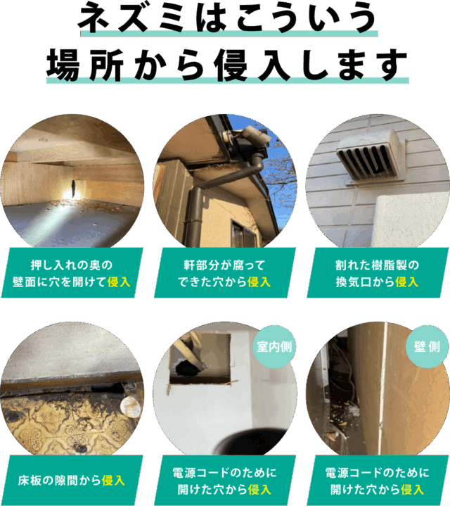 住空間本舗 ネズミ駆除 特徴