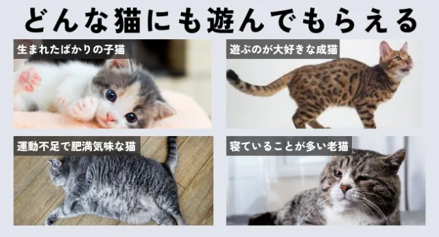 MyCat マイキャット キャットレーザー 特徴